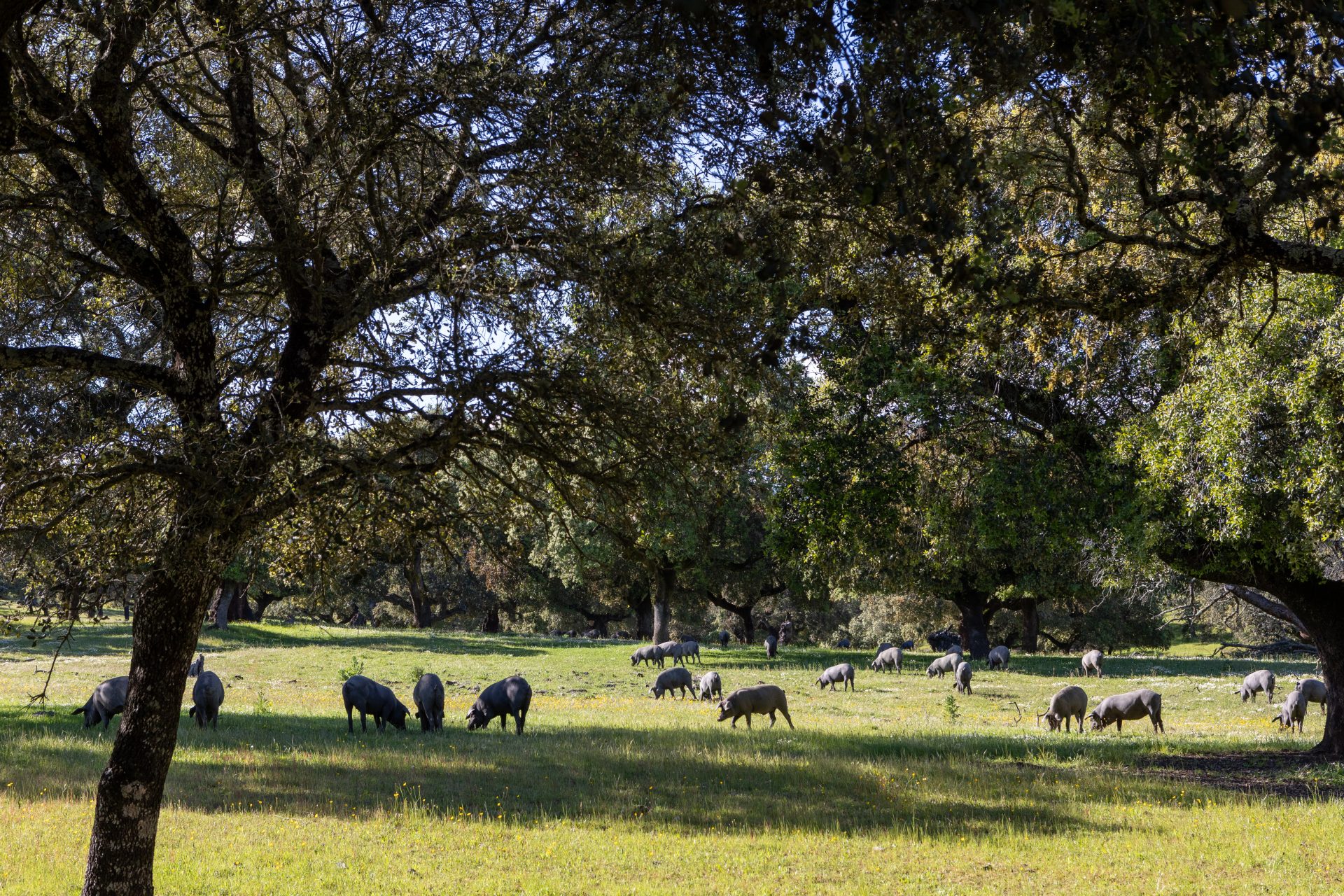 DOP DEHESA DE EXTREMADURA